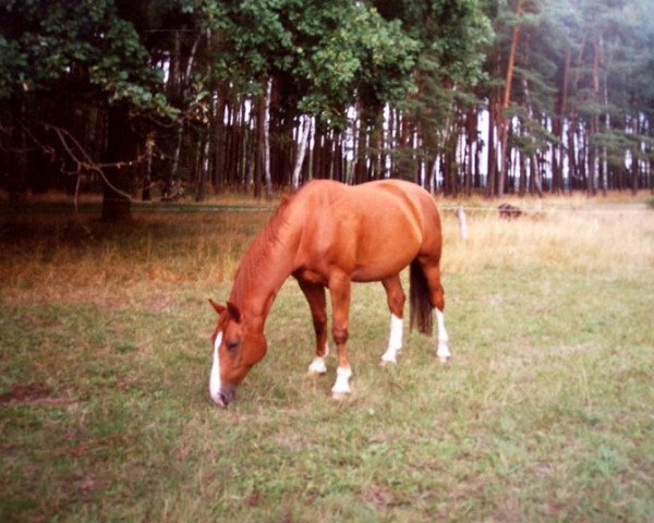 Pferd Foxtrott 38 (Sachsen-Anhaltiner, 1997, von Figaro)