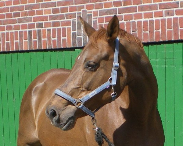 broodmare Feodora (Westphalian, 1996, from Ferando)