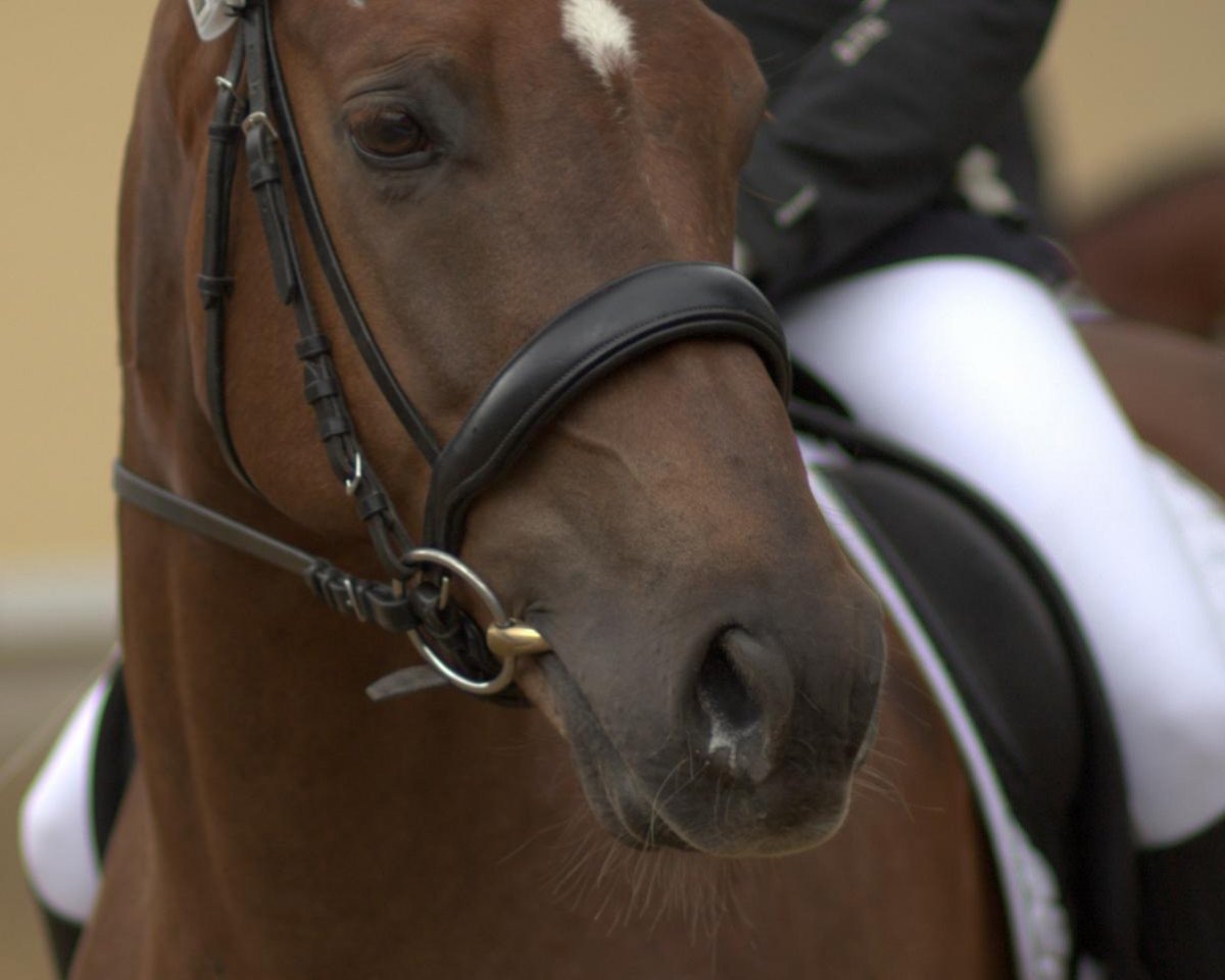 dressage horse Floyd 60 (Westphalian, 2004, from Fürst Piccolo)