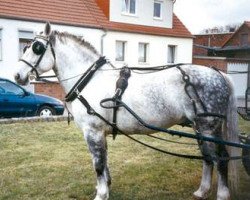 stallion Ellrado (Heavy Warmblood, 1995, from Esprit)