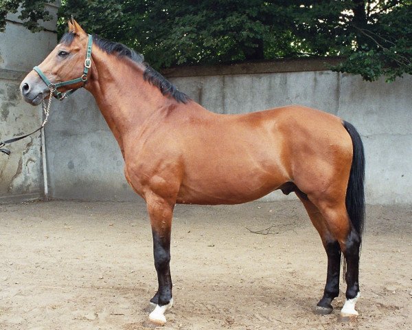 stallion Lincolm L (Hanoverian, 1992, from Landadel)