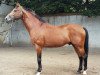 stallion Lincolm L (Hanoverian, 1992, from Landadel)
