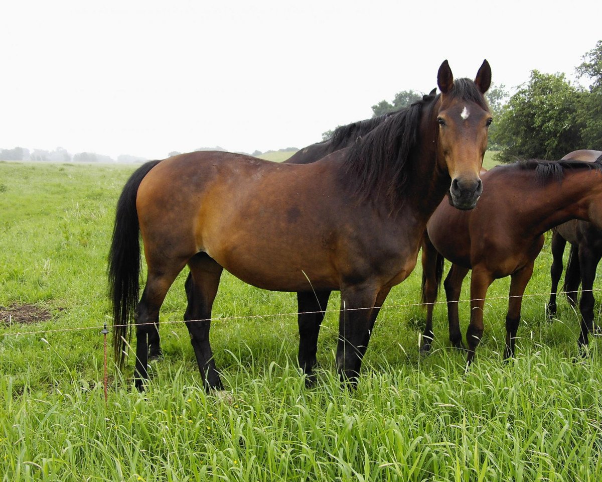 broodmare Costa (Hanoverian, 1992, from Calypso II)