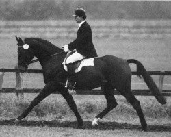 stallion Witbooi (Hanoverian, 1983, from Wendenburg)