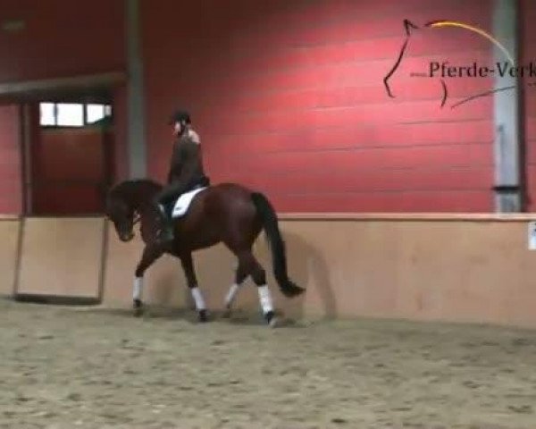 broodmare Atlantika (Westphalian, 2004, from Ars Vivendi)