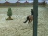 broodmare Mandy (German Riding Pony, 2001, from Mentos)