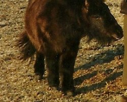 Pferd Crazy of Heatherway (Shetland Pony (unter 87 cm), 2000, von Reno)