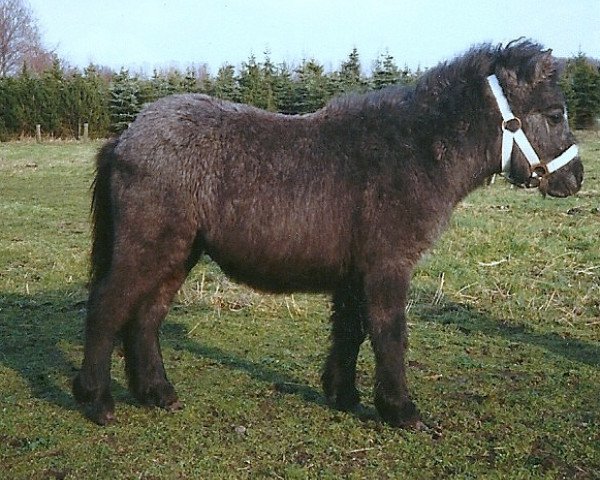 dressage horse Remus (Shetland Pony, 1989, from Racker)