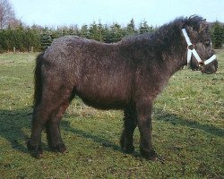 dressage horse Remus (Shetland Pony, 1989, from Racker)