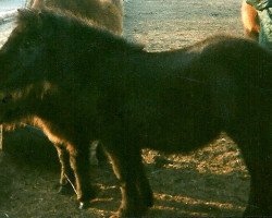 Zuchtstute Cherish of Heatherway (Dt.Part-bred Shetland Pony, 1994, von Ivan)