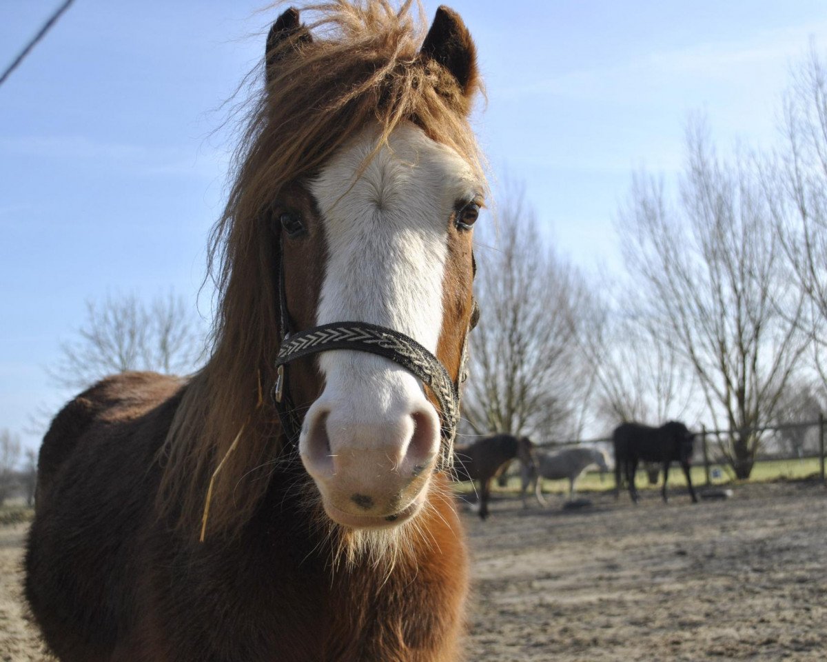 horse Arvalon Saffir Du (Welsh mountain pony (SEK.A), 2003, from Tyngwndwn Terence)