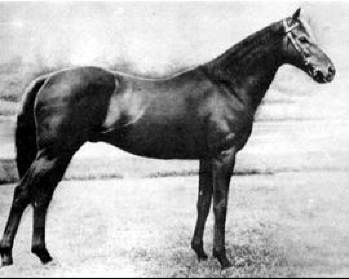 stallion Vatout xx (Thoroughbred, 1926, from Prince Chimay xx)