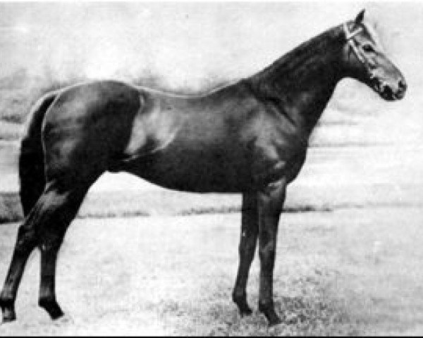 stallion Vatout xx (Thoroughbred, 1926, from Prince Chimay xx)