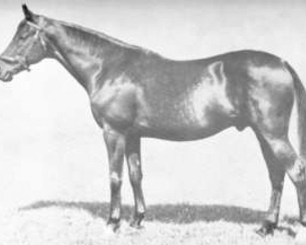 stallion Bois Roussel xx (Thoroughbred, 1935, from Vatout xx)
