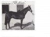stallion Balfour xx (Thoroughbred, 1969, from Neckar xx)