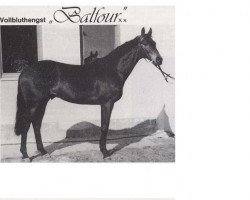 stallion Balfour xx (Thoroughbred, 1969, from Neckar xx)