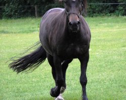 Pferd Treweryll Glesny (Welsh-Cob (Sek. D), 1997, von Gellifach ap Dafyd)