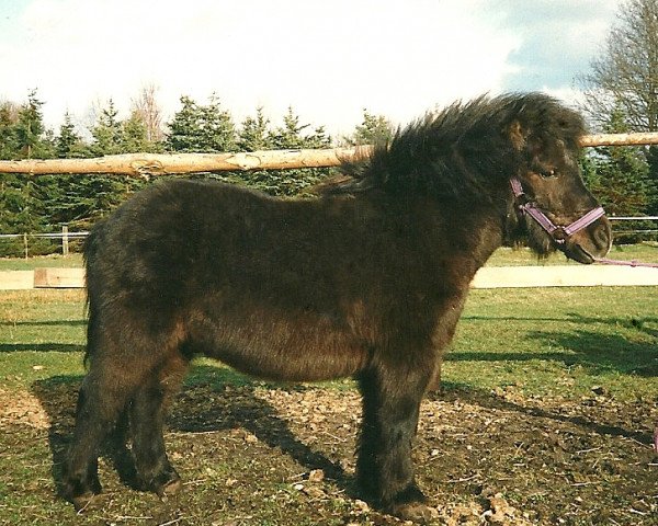 dressage horse Raven of Heatherway (Dt.Part-bred Shetland pony, 1990, from Racker)