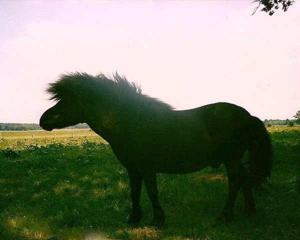 Deckhengst Racker (Shetland Pony, 1982, von Rappo)