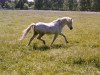 stallion Doctor Igor (American Classic Shetler. Pony, 1966, from Daytona's Time Piece)