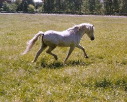 Deckhengst Doctor Igor (American Classic Shetl. Pony, 1966, von Daytona's Time Piece)