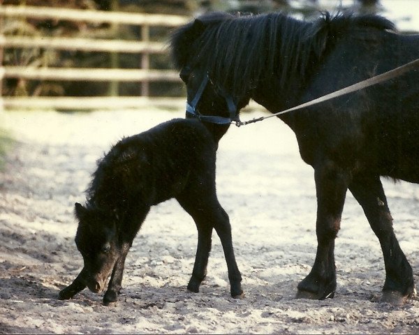 horse Cinderella of Heatherway (Dt.Part-bred Shetland pony, 1989, from Doctor Igor)