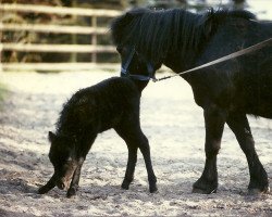 horse Cinderella of Heatherway (Dt.Part-bred Shetland pony, 1989, from Doctor Igor)