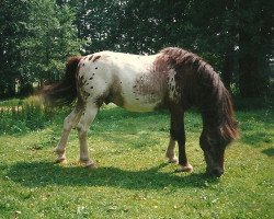 stallion Robin Hood (Dt.Part-bred Shetland pony, 1970, from Rajah)