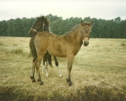 Pferd Claire of Heatherway (Dt.Part-bred Shetland Pony, 1992, von Robin Hood)