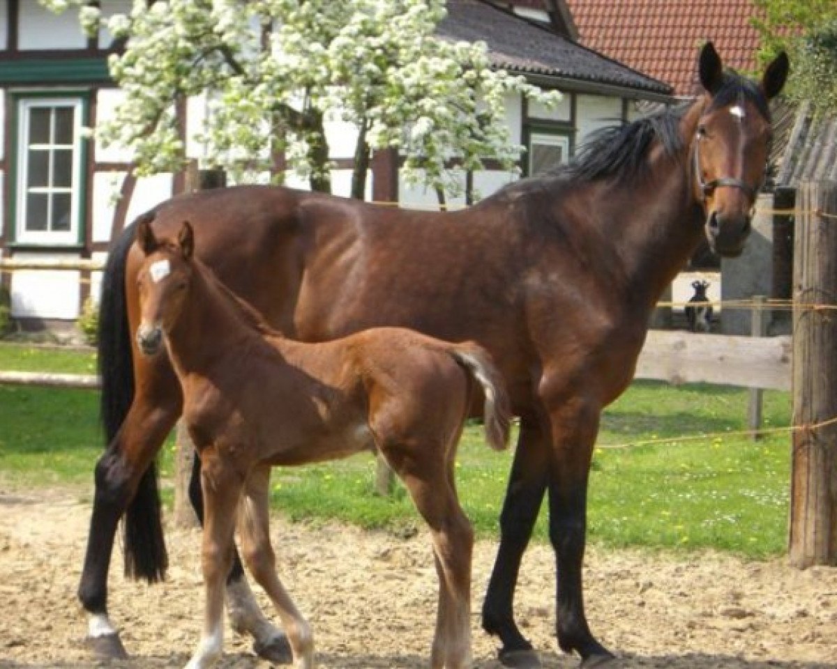 Pferd Diabolo R 2 (Hannoveraner, 2006, von D'Olympic)