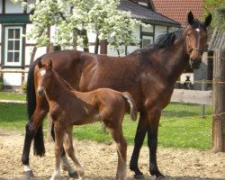 horse Diabolo R 2 (Hanoverian, 2006, from D'Olympic)