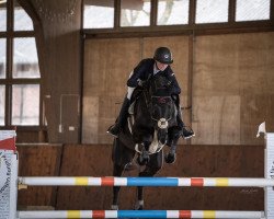 jumper Valory Noire Mb (Hanoverian, 2013, from Viscount 22)