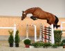 broodmare Ce De Cartier HWH (Oldenburg show jumper, 2018, from Cascadello)