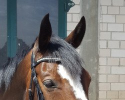 dressage horse Lord of Hope (Deutsches Sportpferd, 2008, from Lord Fantastic)