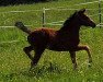 jumper Charlotte Deja vu (Oldenburg show jumper, 2022, from Collando von Alfen)