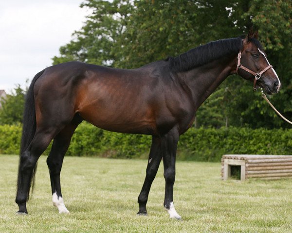 Deckhengst Quel Homme de Hus (Holsteiner, 2006, von Quidam de Revel)