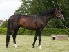 stallion Quel Homme de Hus (Holsteiner, 2006, from Quidam de Revel)