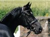 dressage horse Davina (Hanoverian, 2000, from Del Piero)