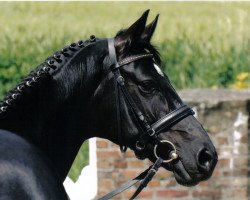 dressage horse Davina (Hanoverian, 2000, from Del Piero)