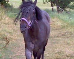 horse Dundee (Connemara Pony, 1985)