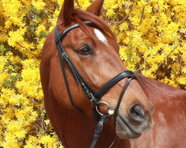 dressage horse David 181 (unknown, 2002, from Enjoy 51)