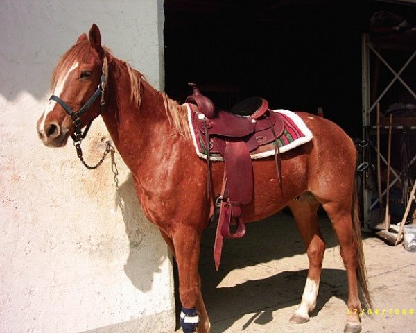 horse Dancer (Appaloosa, 1999, from Horse of Geronimo)