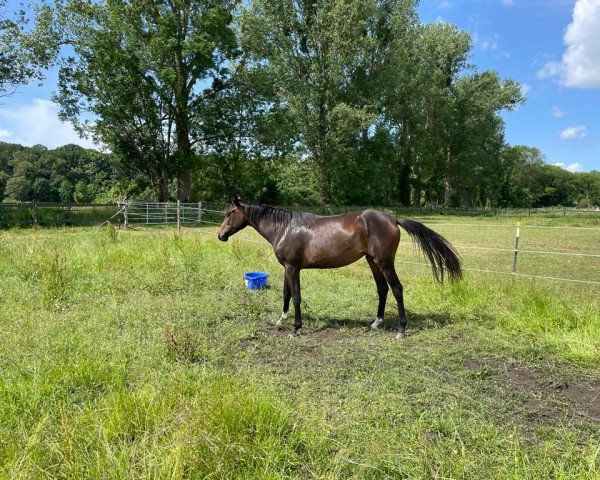 dressage horse Benita (Hanoverian, 2020, from Bon Courage 4)