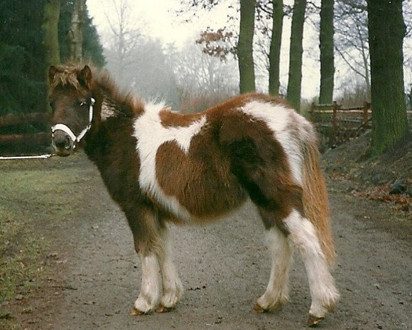 Pferd Roxana of Heatherway (Dt.Part-bred Shetland Pony, 1991, von Robin Hood)