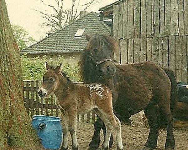 horse Rainbow of Heatherway (Dt.Part-bred Shetland pony, 1991, from Robin Hood)