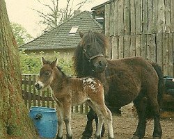 Pferd Rainbow of Heatherway (Dt.Part-bred Shetland Pony, 1991, von Robin Hood)