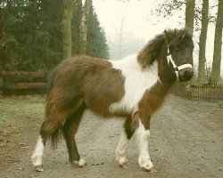 horse Lady Loisa of Mountain (Dt.Part-bred Shetland pony, 1991, from Robin Hood)