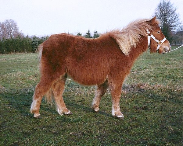 horse Linus of Heatherway (Shetland Pony, 1989, from Luitenant van de Spoorlaan)