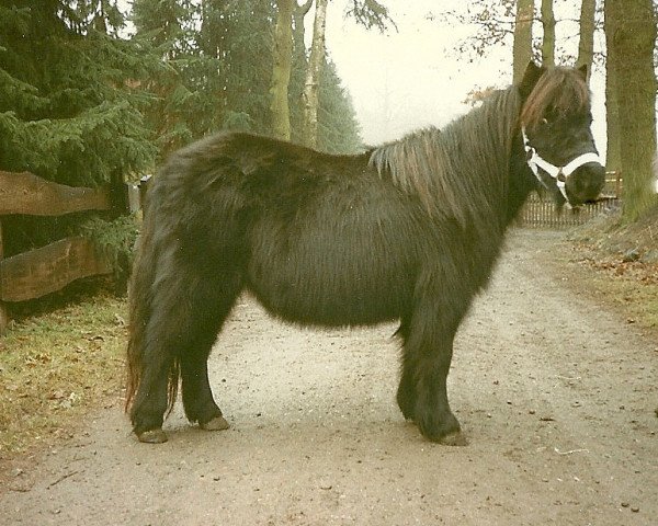 Zuchtstute Rosalia v.D.Hoek (Shetland Pony, 1980, von Rosald of Transy)