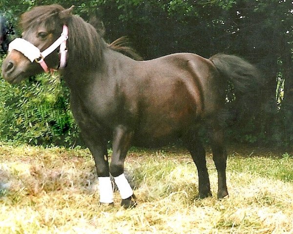 Zuchtstute Cha-Cha-Cha (Dt.Part-bred Shetland Pony, 1975, von Jiggs)